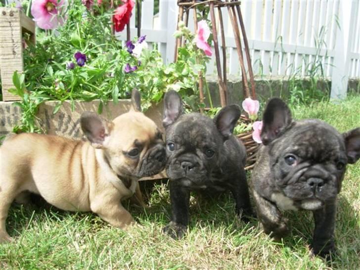 Fransk bulldog lui-aimees enzo = victor billede 11