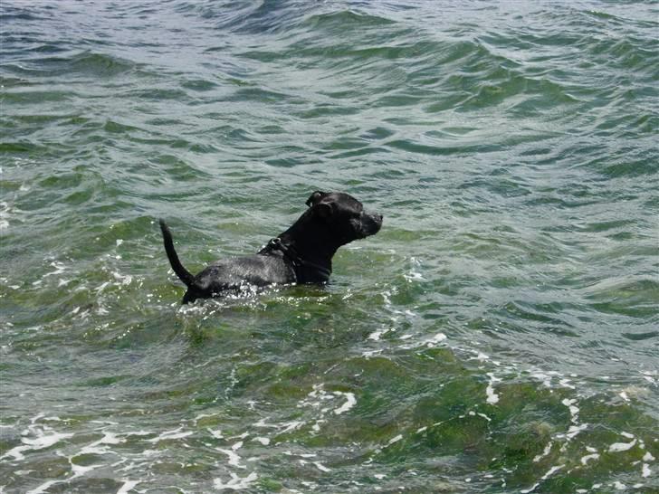 Staffordshire bull terrier Miclu - Ælsker vand... billede 16