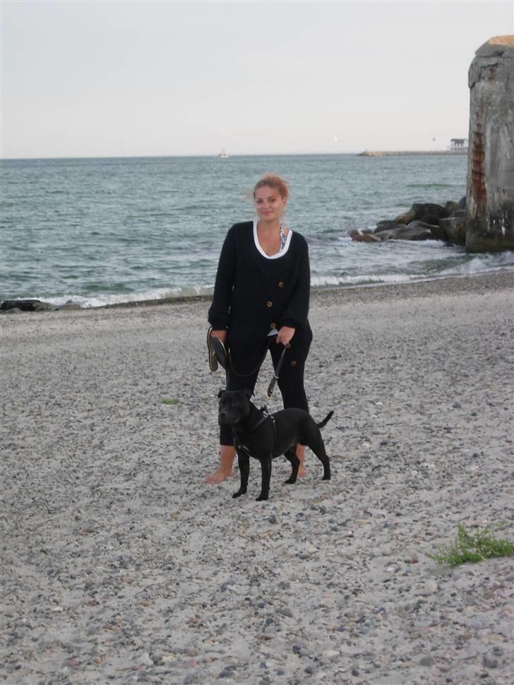 Staffordshire bull terrier Miclu - Mig og mor ved vandet bedre kan det ikk blive billede 17