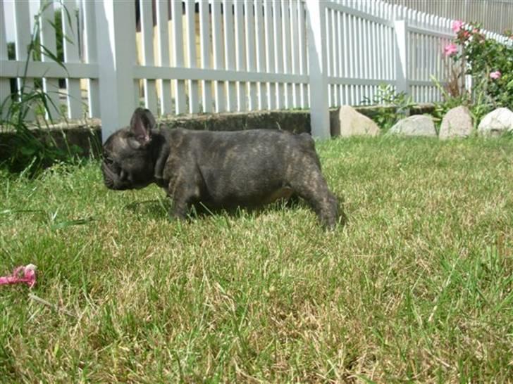 Fransk bulldog lui-aimees enzo = victor billede 13