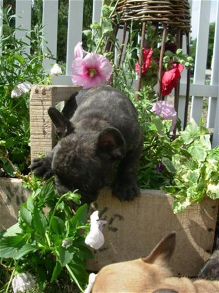 Fransk bulldog lui-aimees enzo = victor billede 14