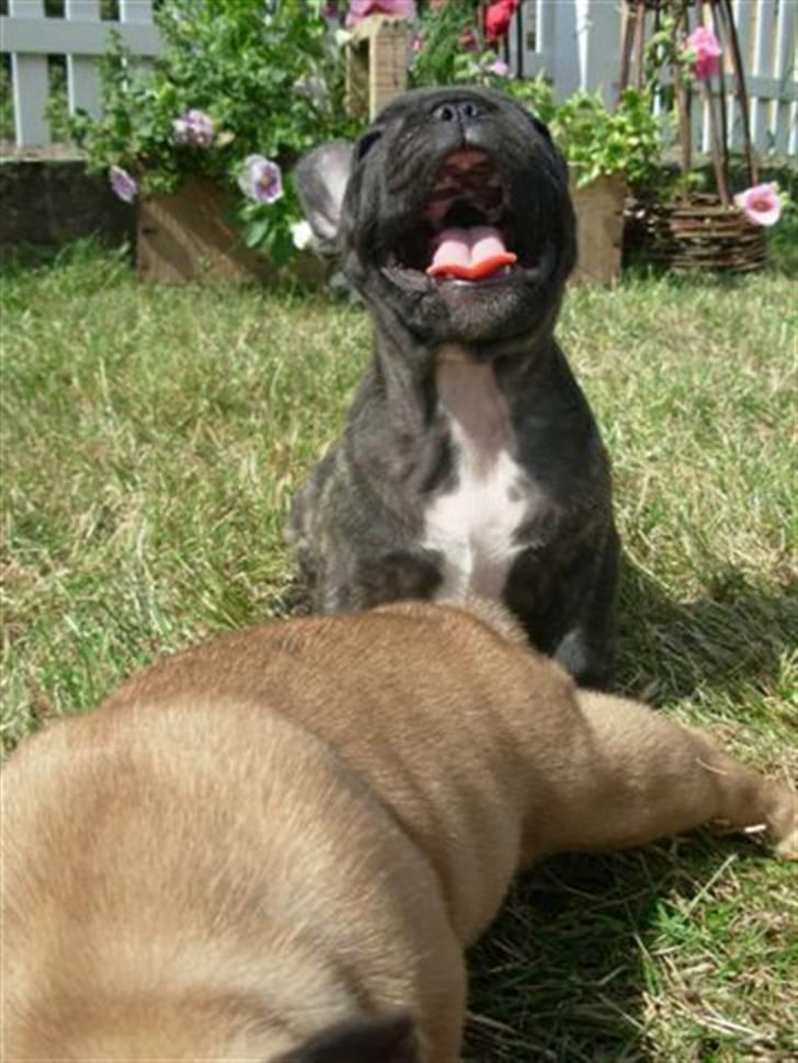 Fransk bulldog lui-aimees enzo = victor billede 15