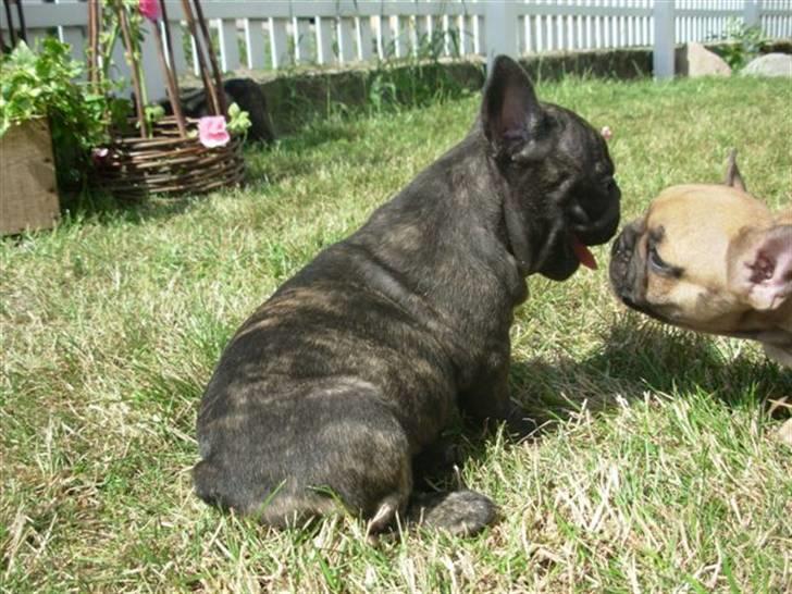 Fransk bulldog lui-aimees enzo = victor billede 16