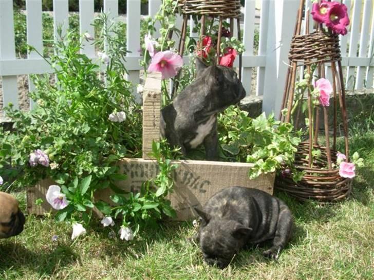 Fransk bulldog lui-aimees enzo = victor billede 17