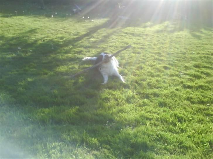 Engelsk springer spaniel Nala billede 11