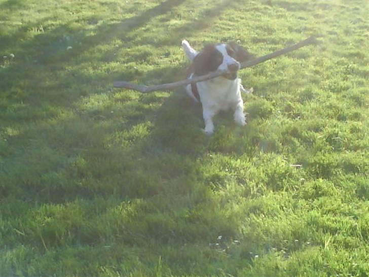 Engelsk springer spaniel Nala billede 12