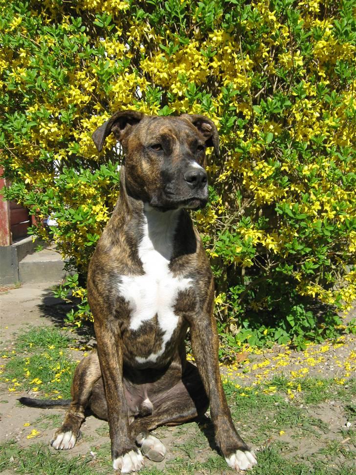 Blanding af racer Thyson billede 1