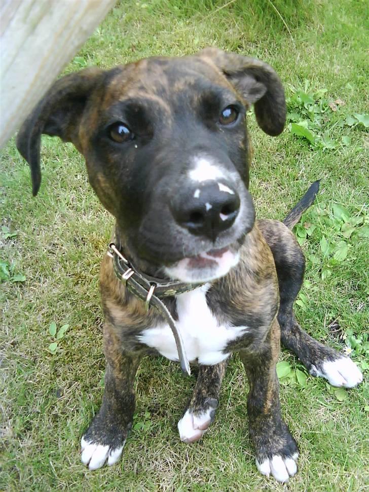 Blanding af racer Thyson billede 2