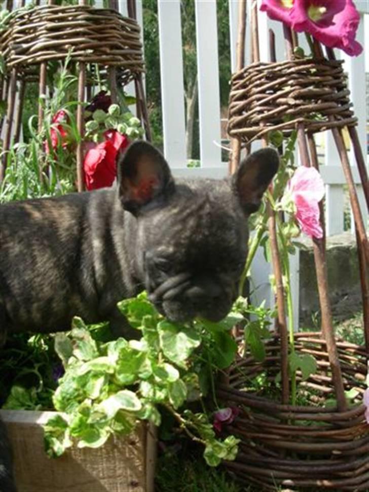 Fransk bulldog lui-aimees enzo = victor billede 18