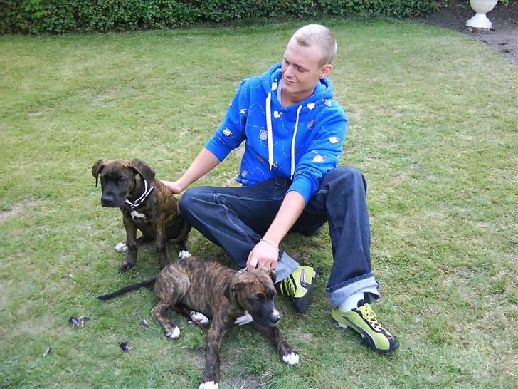 Blanding af racer Thyson billede 4