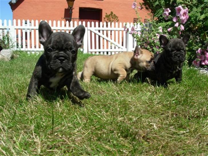 Fransk bulldog lui-aimees enzo = victor billede 19