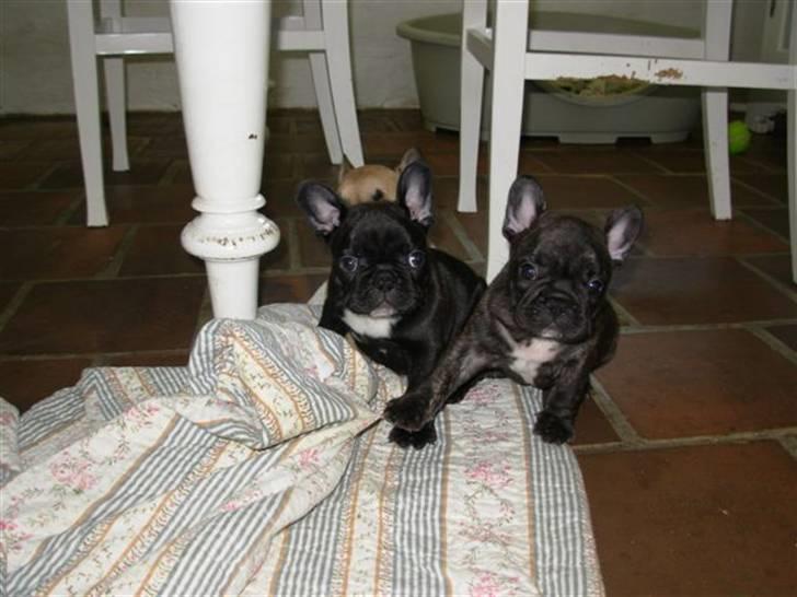 Fransk bulldog lui-aimees enzo = victor billede 20