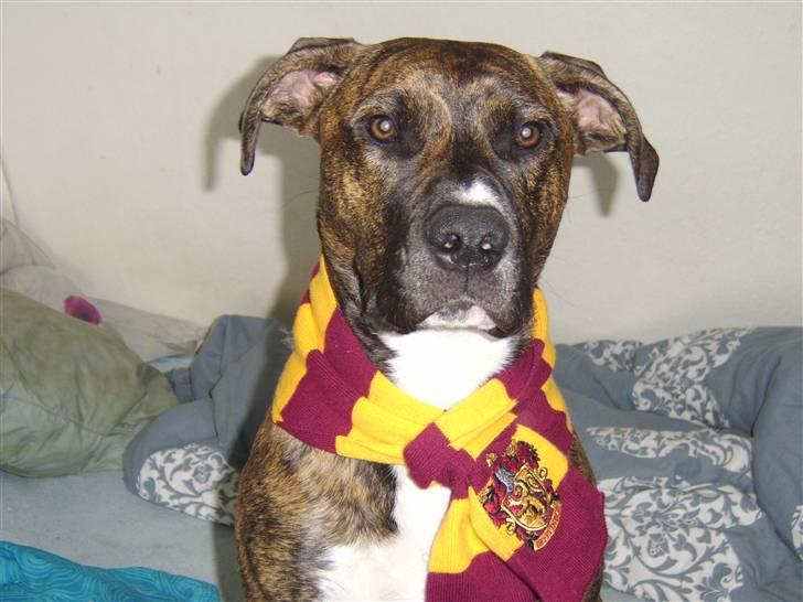 Blanding af racer Thyson billede 5