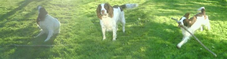 Engelsk springer spaniel Nala billede 13