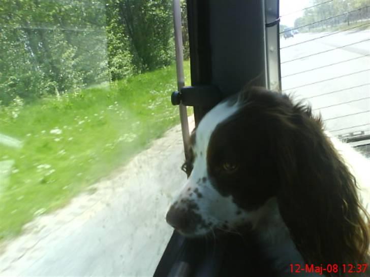 Engelsk springer spaniel Nala billede 14