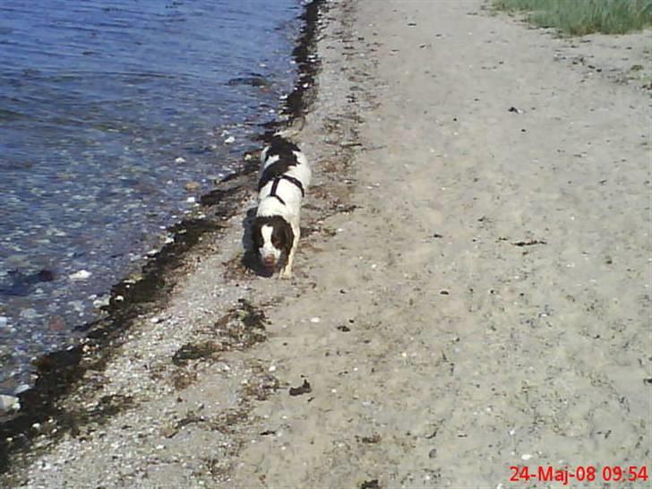 Engelsk springer spaniel Nala - Nala på stranden. Hun er en rigtig vandhund billede 15
