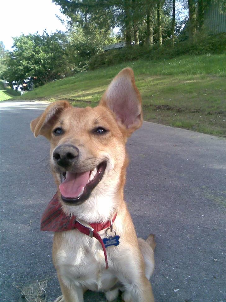 Blanding af racer Simba *solgt* - Skønne Simba billede 1