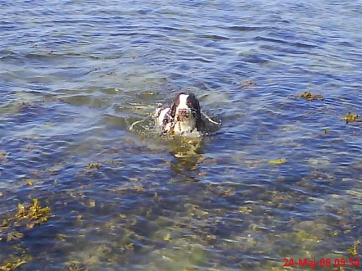 Engelsk springer spaniel Nala billede 16