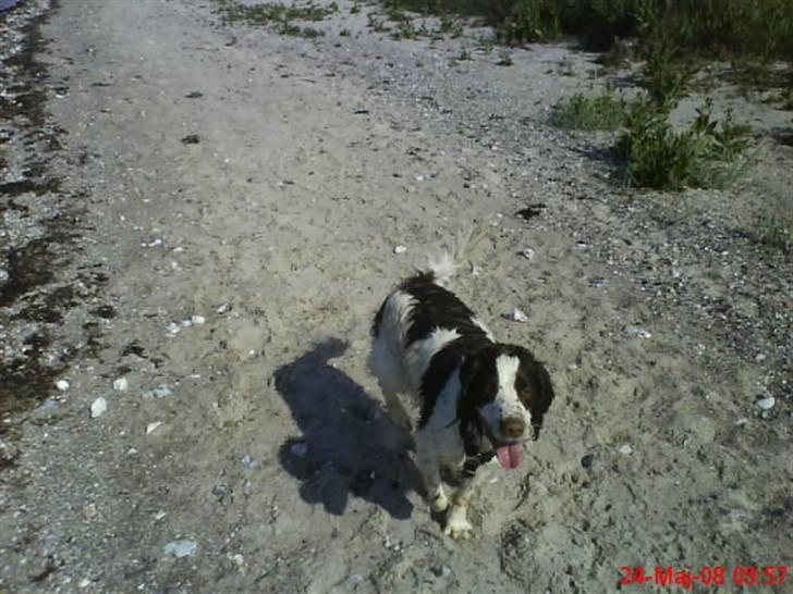 Engelsk springer spaniel Nala billede 17