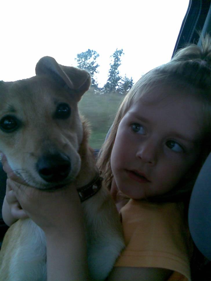 Blanding af racer Simba *solgt* billede 2