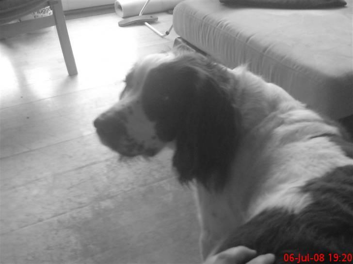 Engelsk springer spaniel Nala - Nala er en rigtig kælepotte og hun elsker opmærksomhed. <3 billede 18