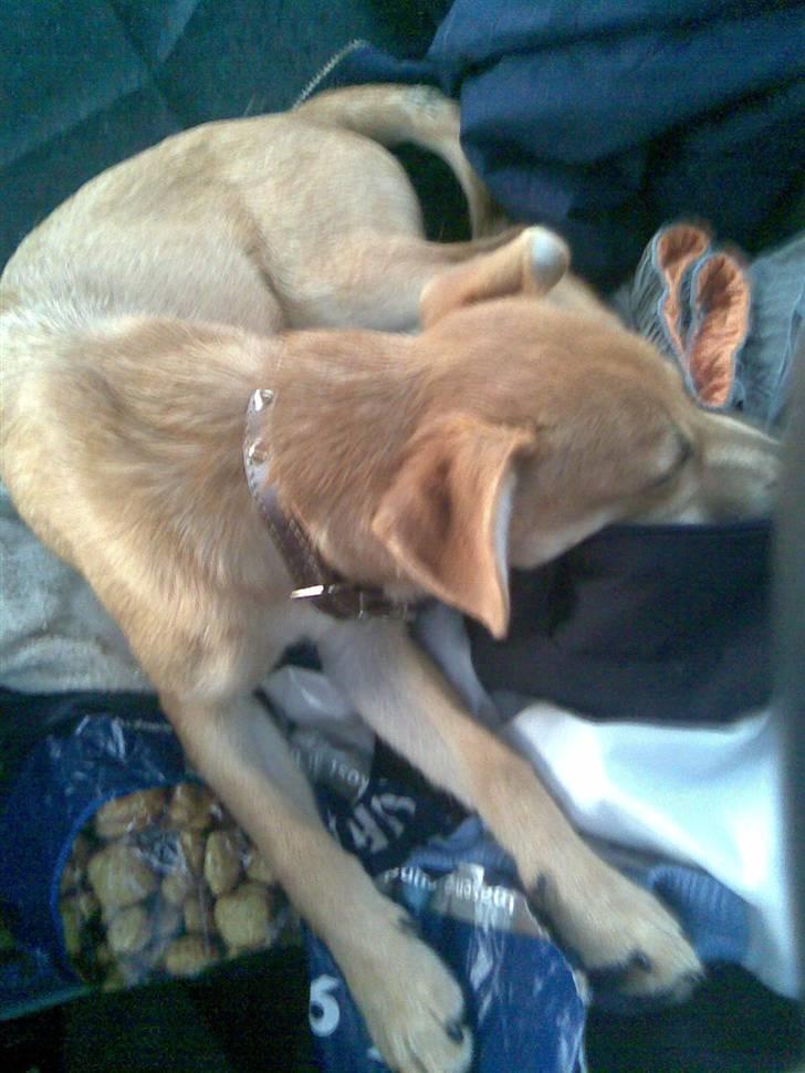 Blanding af racer Simba *solgt* billede 3