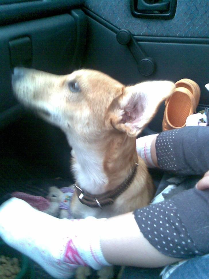 Blanding af racer Simba *solgt* billede 4