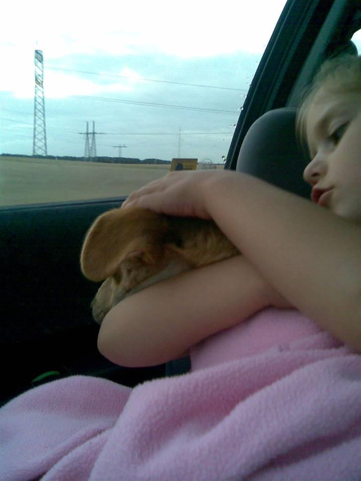 Blanding af racer Simba *solgt* - det var en lang køretur- tror lige vi tager os en lur billede 5