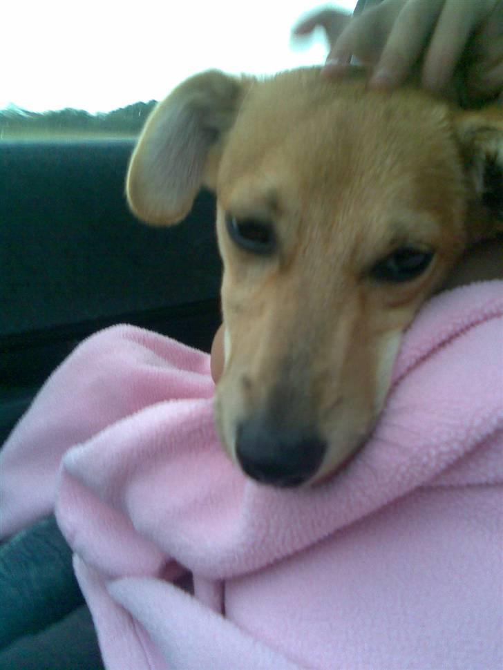 Blanding af racer Simba *solgt* - er vi der snart? billede 6