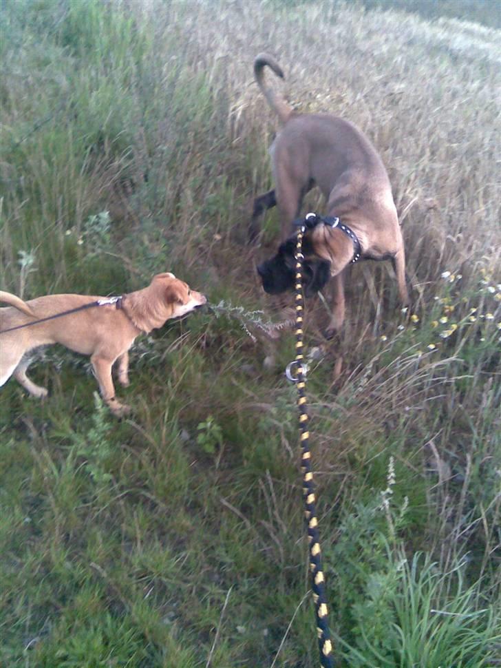 Blanding af racer Simba *solgt* billede 7