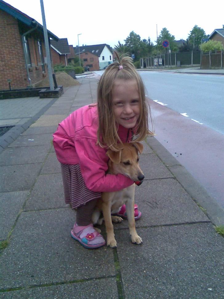 Blanding af racer Simba *solgt* - mig og melanie billede 8