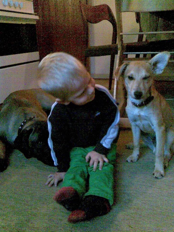 Blanding af racer Simba *solgt* - Mig og Micklas billede 9