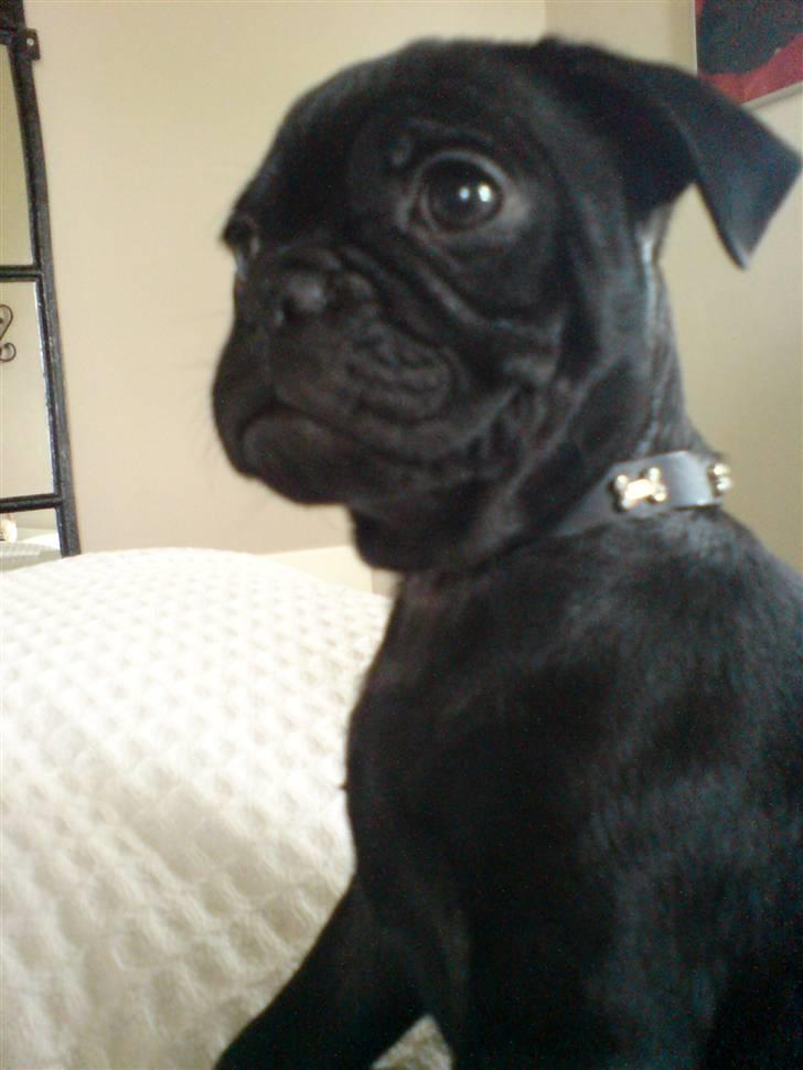 Mops Carlo billede 15