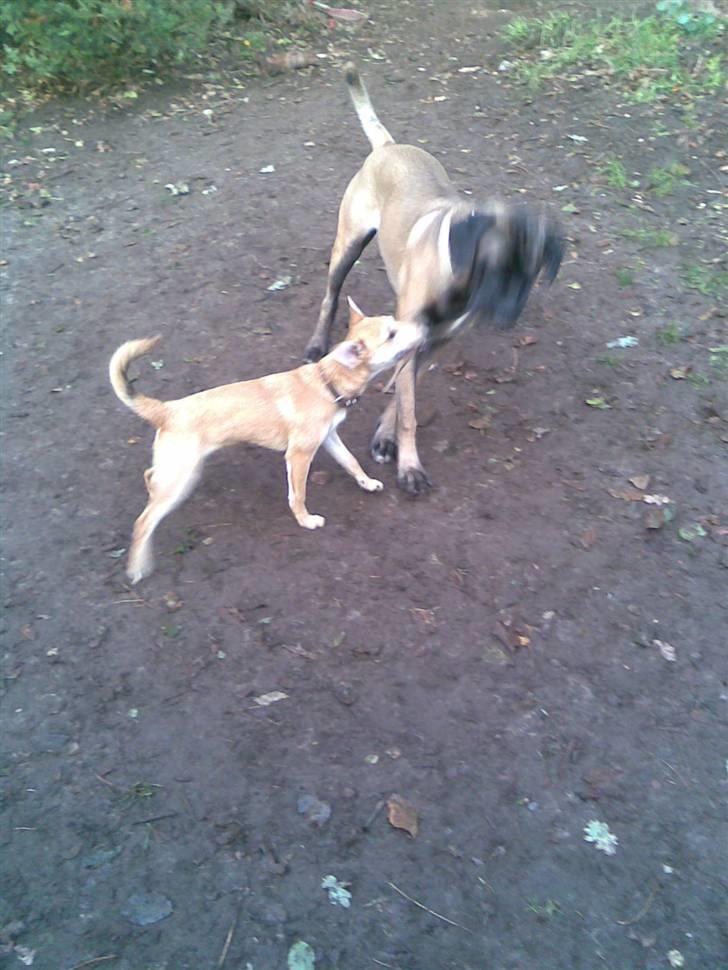 Blanding af racer Simba *solgt* - jeg er klart den stærkeste, skal nok få den pind fra den "lille" køter ;-) billede 10