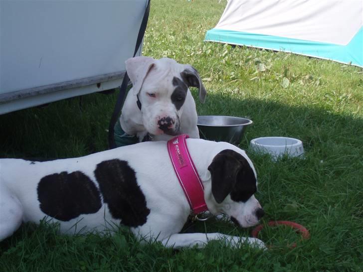 Amerikansk bulldog Fie (Fie-pigen) billede 9