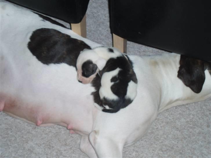 Amerikansk bulldog Fie (Fie-pigen) billede 10