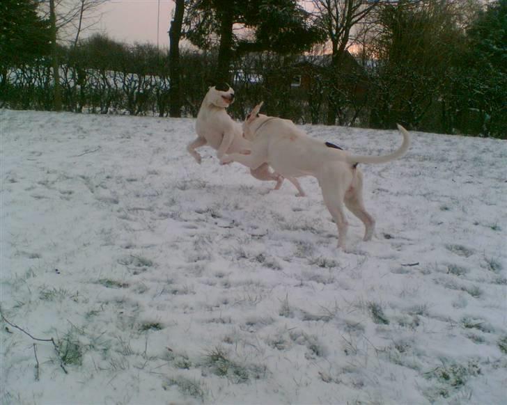 Amerikansk bulldog Fie (Fie-pigen) billede 11