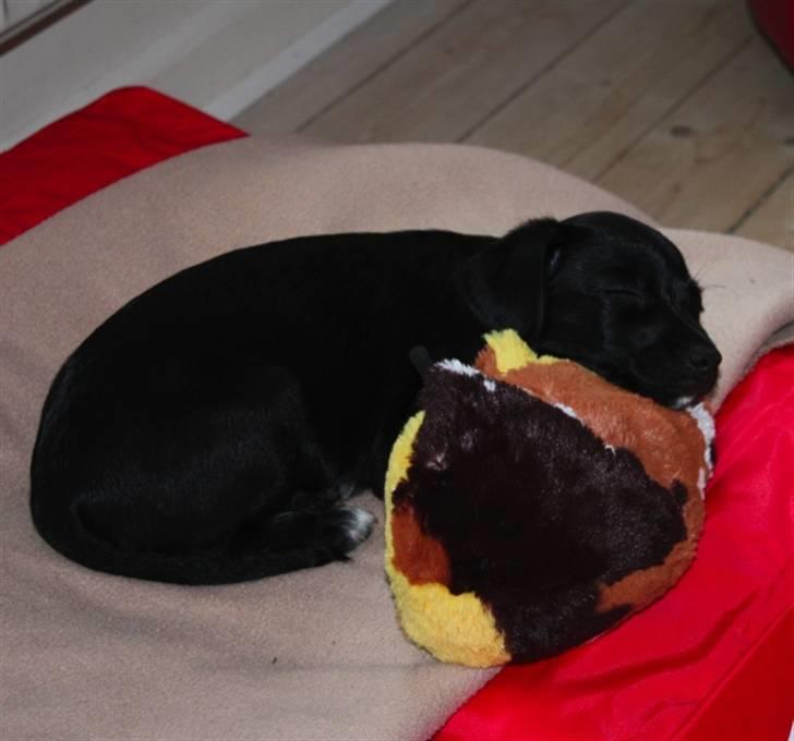 Blanding af racer Karla Malone - sover sammen med mit marsvin, den allerførste dag hjemme billede 4