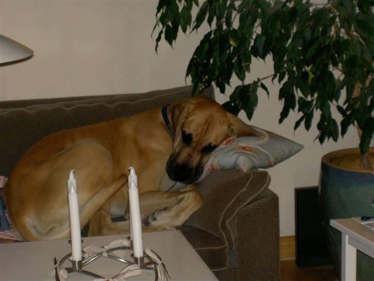 Grand danois Drew Vincent´s Mars - 11: fy Boris, du må da ikke hoppe op i sofaen :-P billede 10