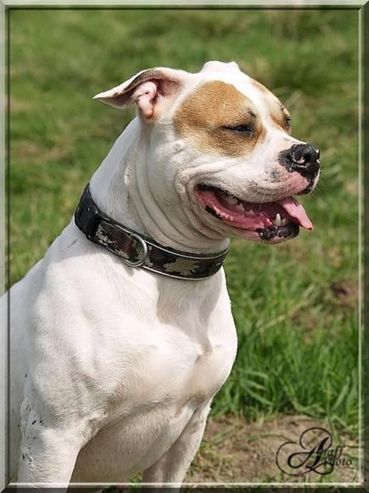 Amerikansk bulldog Freja billede 1