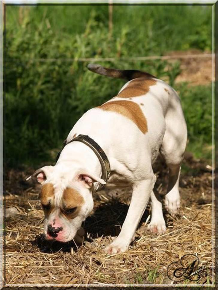 Amerikansk bulldog Freja billede 2