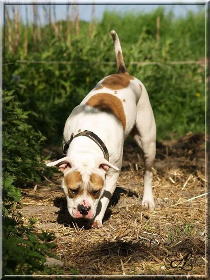 Amerikansk bulldog Freja billede 3