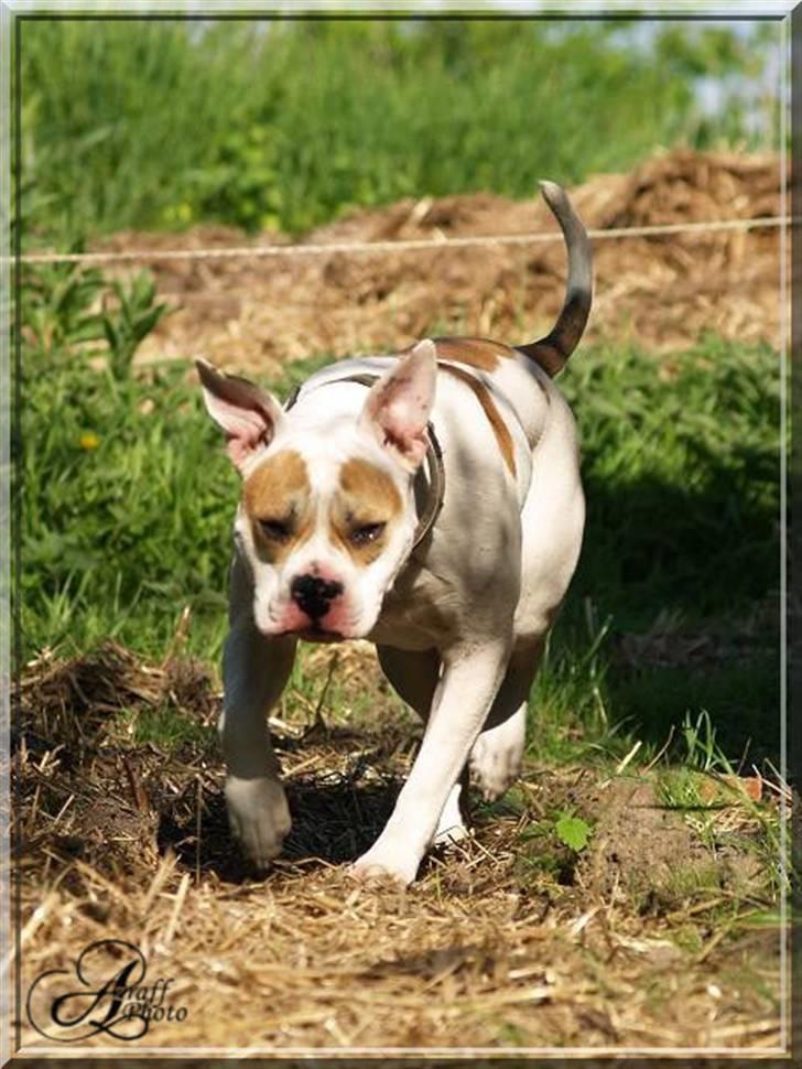 Amerikansk bulldog Freja billede 4