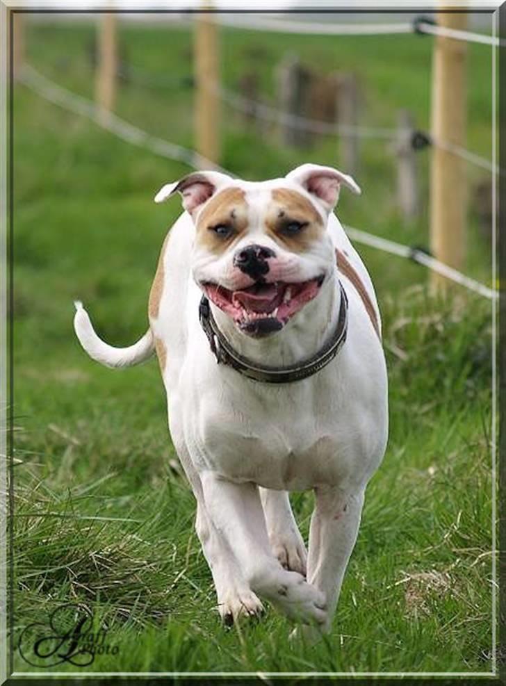 Amerikansk bulldog Freja billede 5