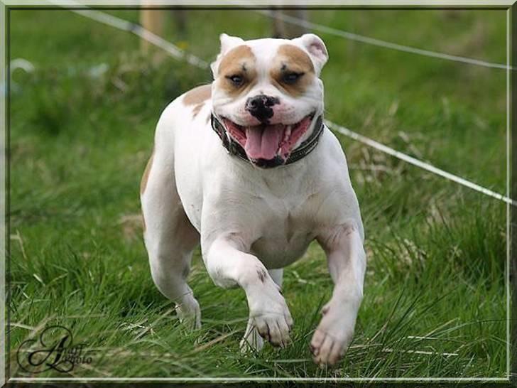 Amerikansk bulldog Freja billede 6