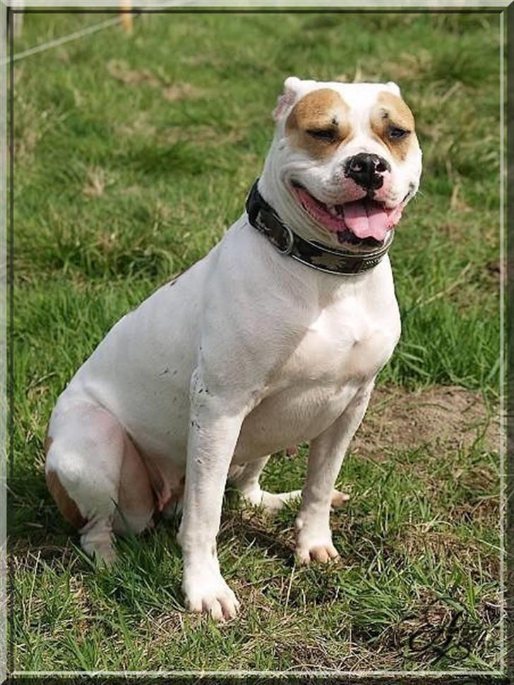 Amerikansk bulldog Freja billede 7