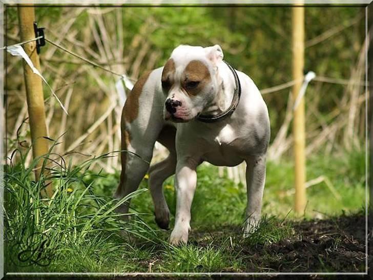 Amerikansk bulldog Freja billede 9