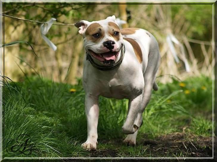 Amerikansk bulldog Freja billede 10