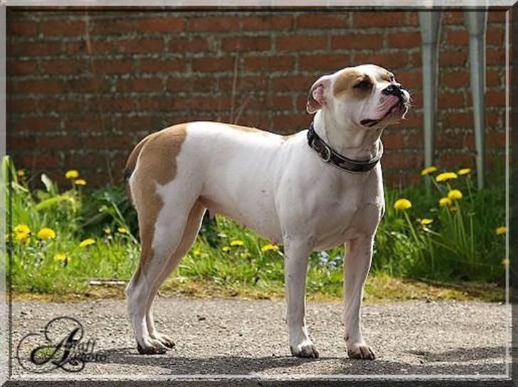 Amerikansk bulldog Freja billede 11