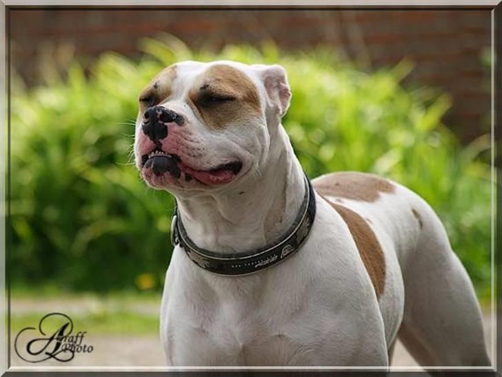 Amerikansk bulldog Freja billede 12